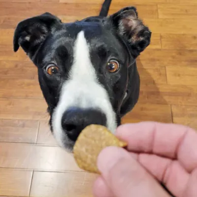 Dog treats (with dog!) from Mon Coeur Bakery.