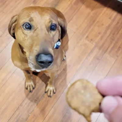 Dog treats (with dog!) from Mon Coeur Bakery.